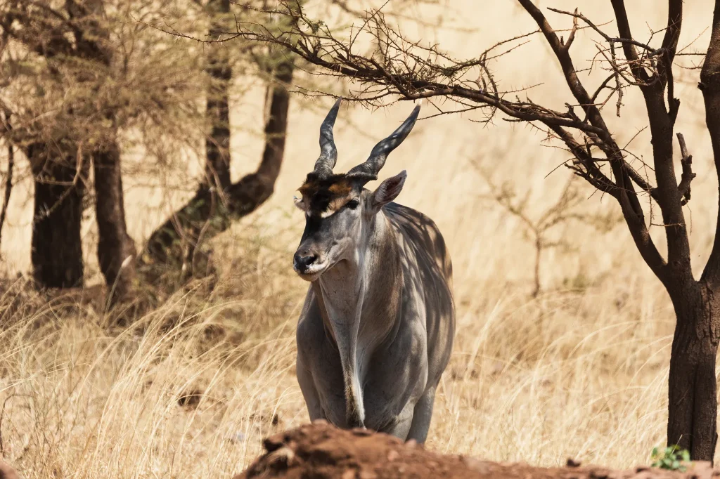 Antelopes