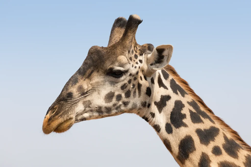 Giraffes