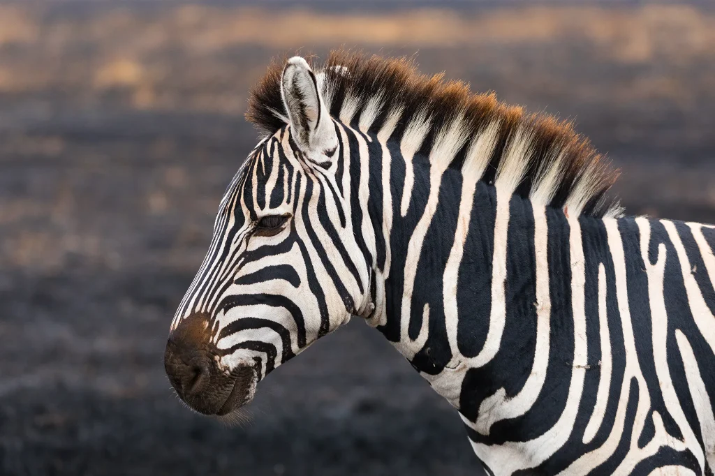 Zebras