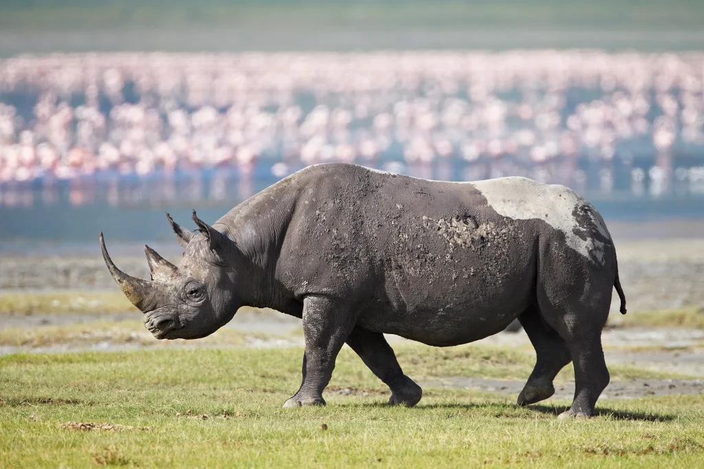 Black Rhinos