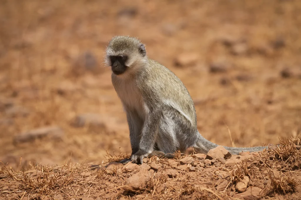 Monkeys