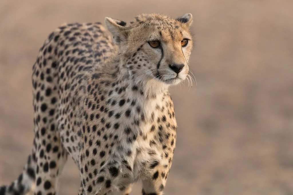 Serengeti Safari Packages