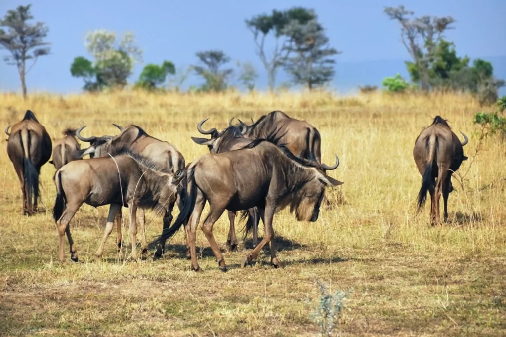 Wildebeest Migration