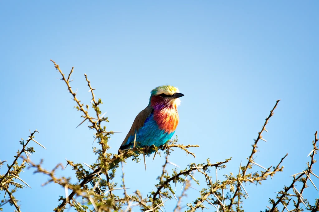 Bird Watching in Tanzania