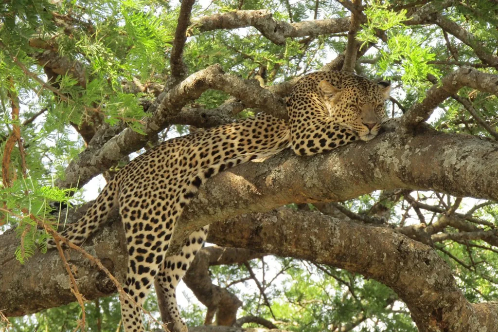 Serengeti Safari