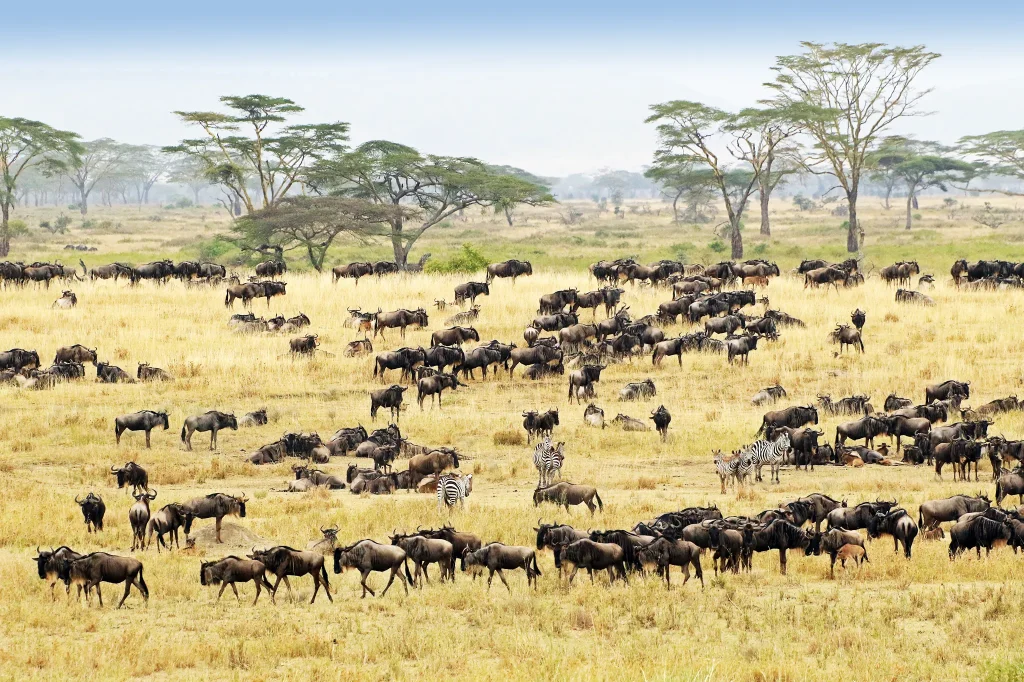 Serengeti Wildebeest Migration Safari