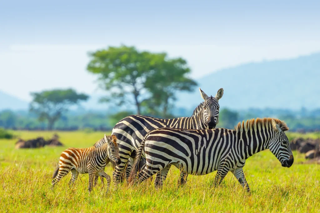 Classic Tanzania Safari Package