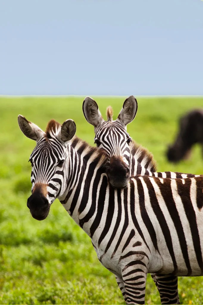 Conservation In Tanzania