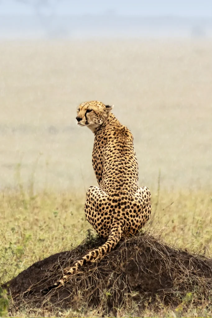 Conservation In Tanzania