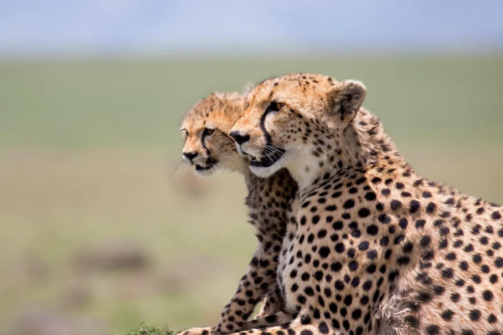 Tanzanian Safari