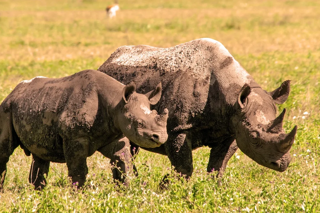 Ngorongoro Big Five