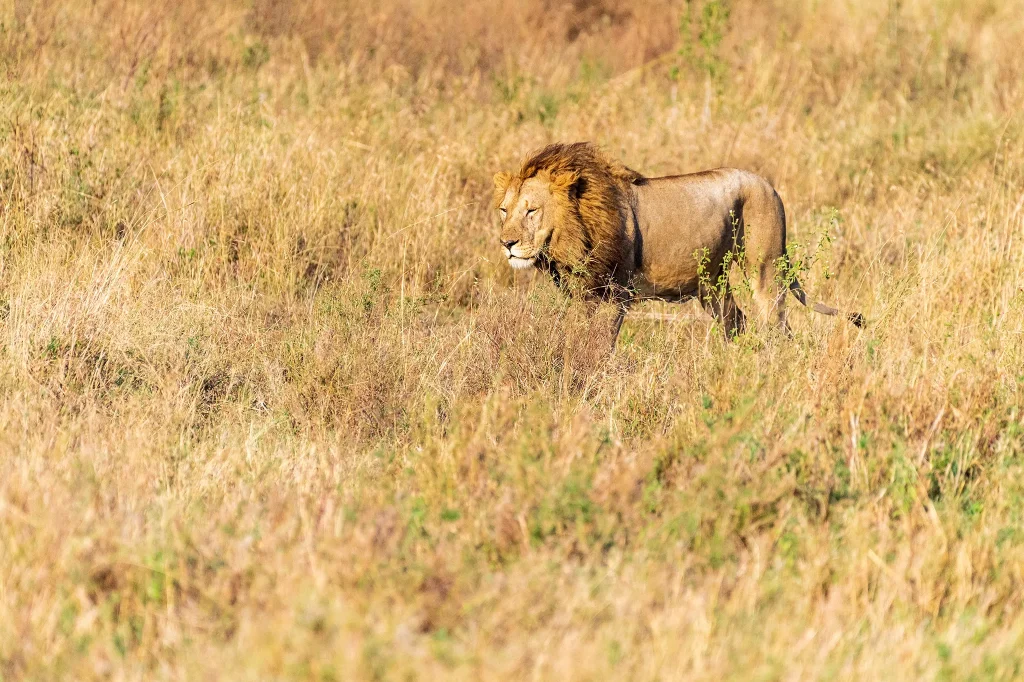 Safari In Tanzania