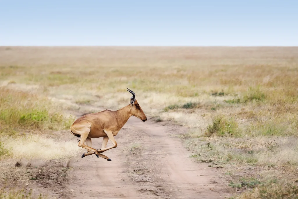 Serengeti Safari Tour Prices