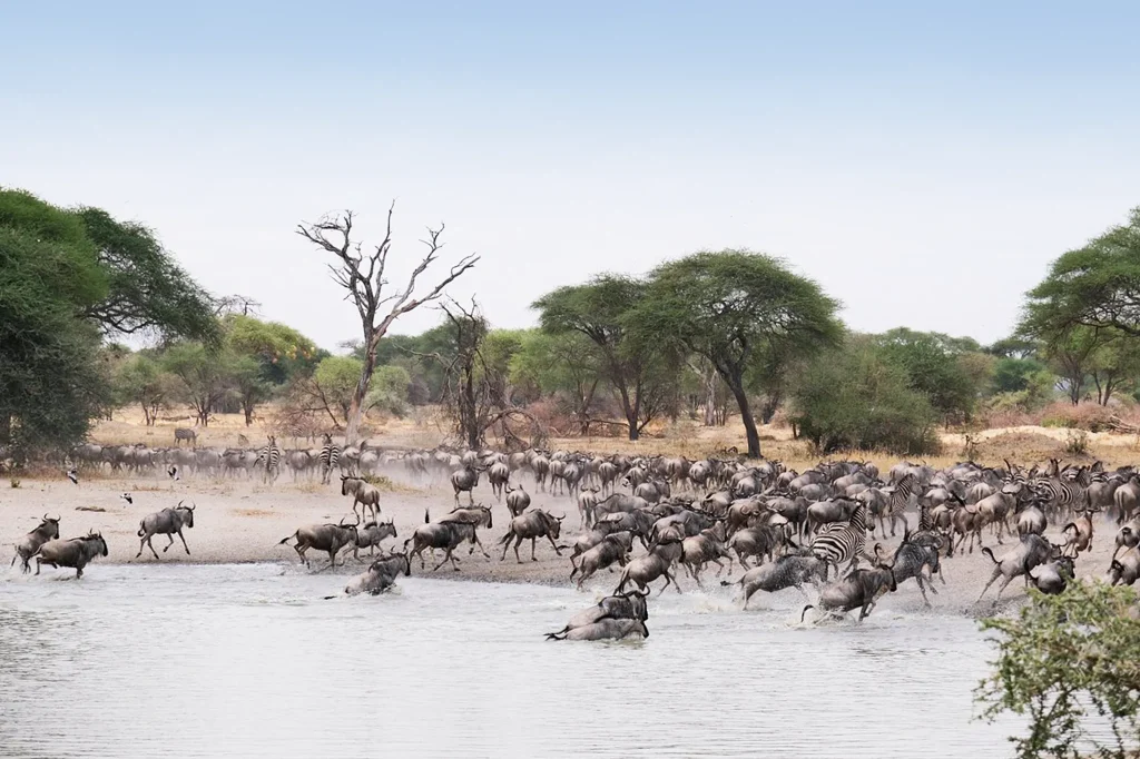 Great Wildebeest Migration