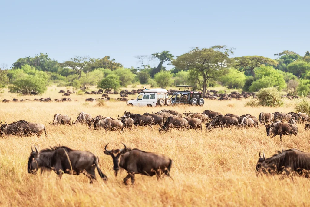 Wildebeest Migration