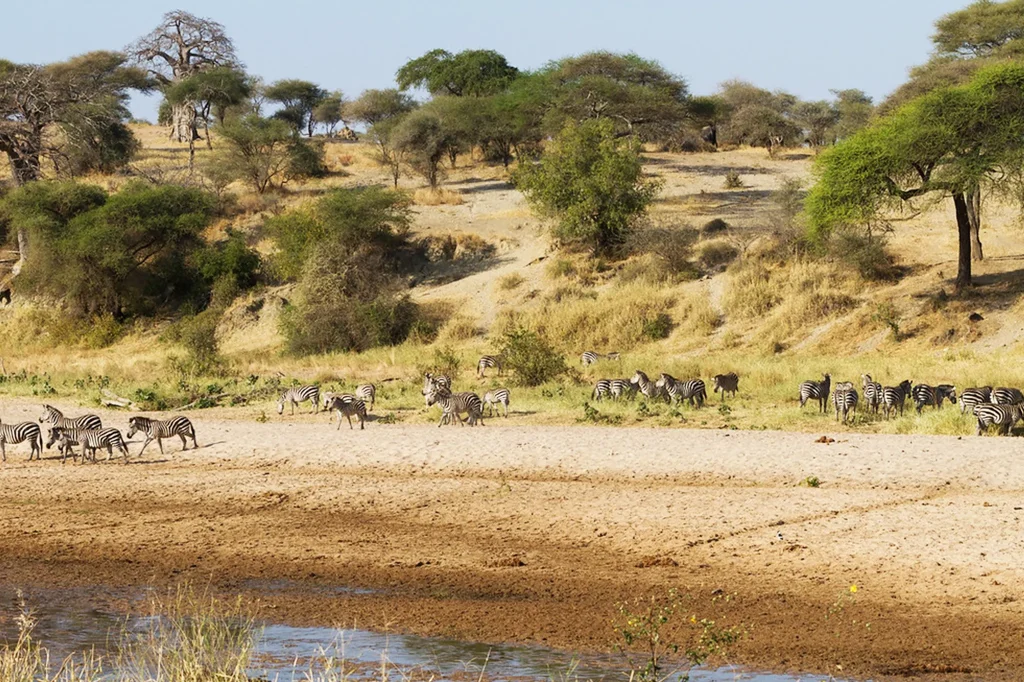 Low Season in Tarangire