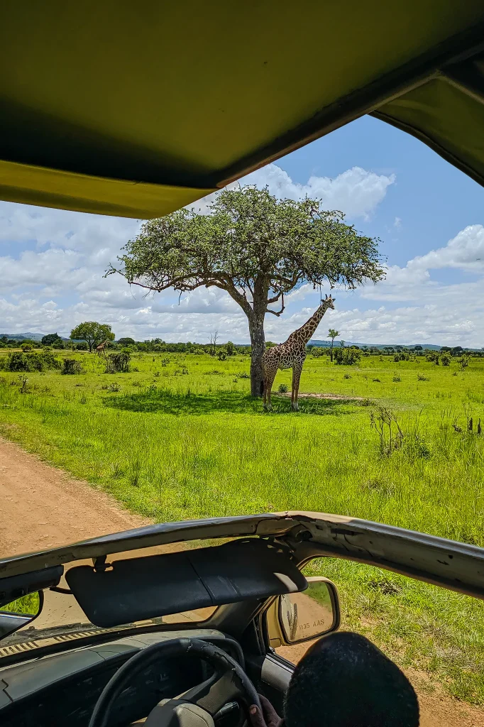 Mikumi National Park