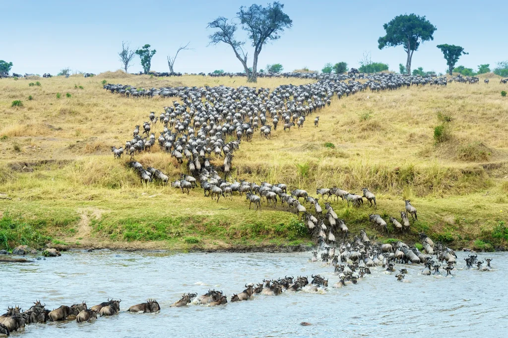Great Wildebeest Migration