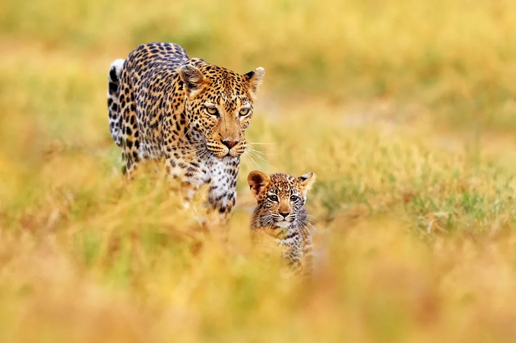 Safaris To Tanzania