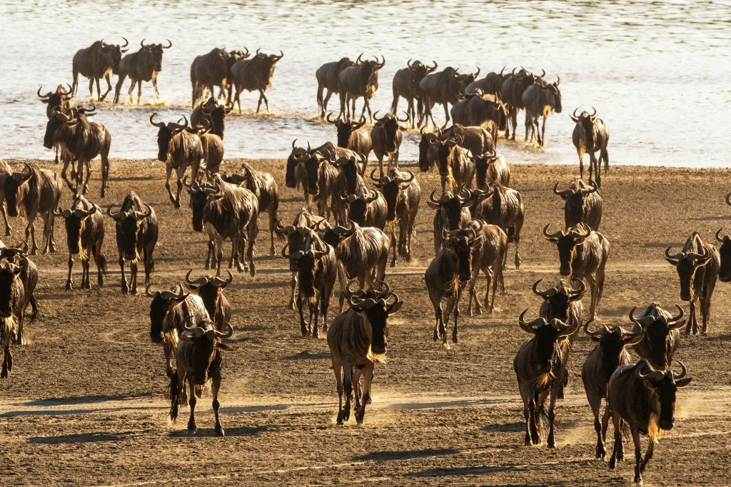 Serengeti Wildebeest Migration