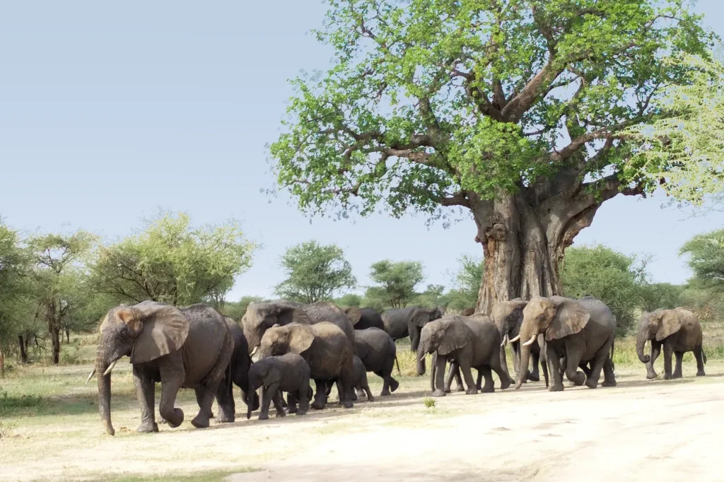 Tanzania Safari Tours