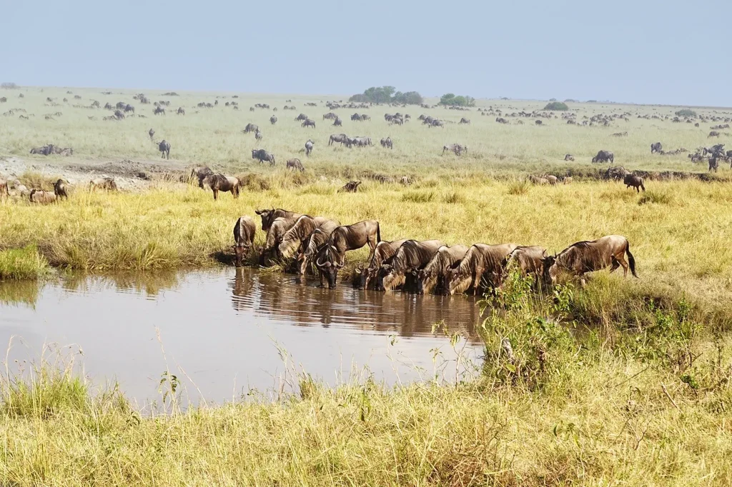 tanzania safari cost