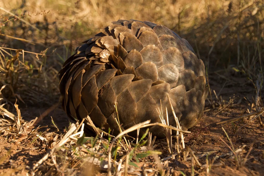 Ruaha National Park