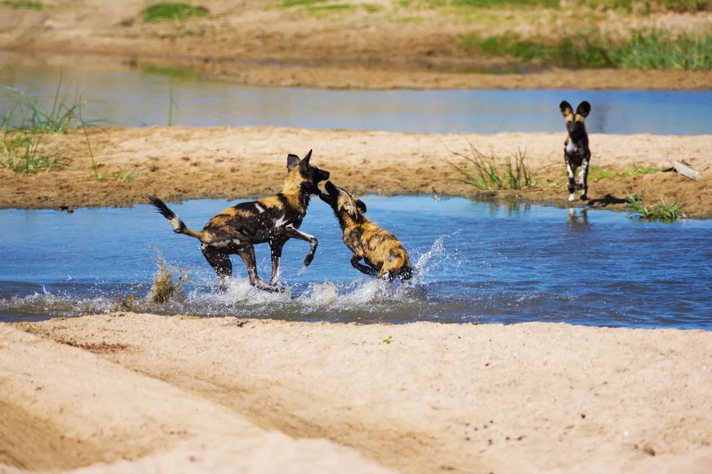 Ruaha National Park