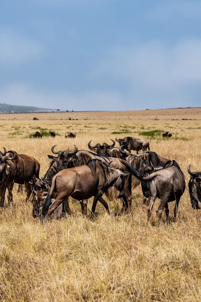 safari in tanzania