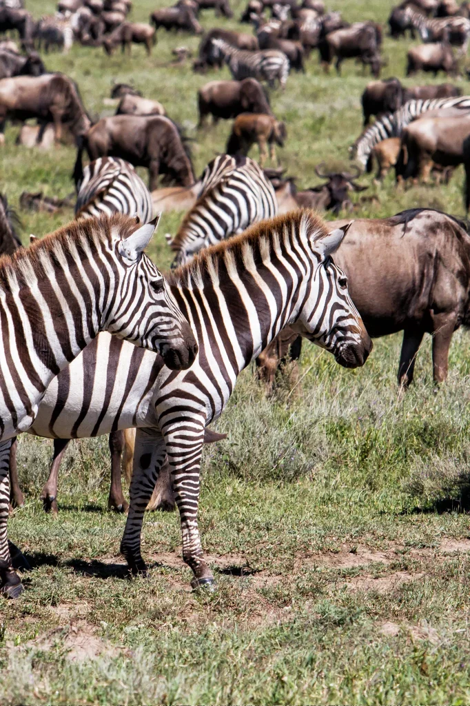 safari in tanzania