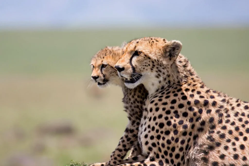 Tanzania Safari Packages
