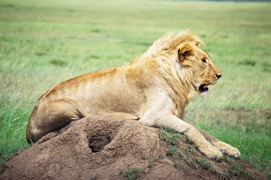 Serengeti Safari