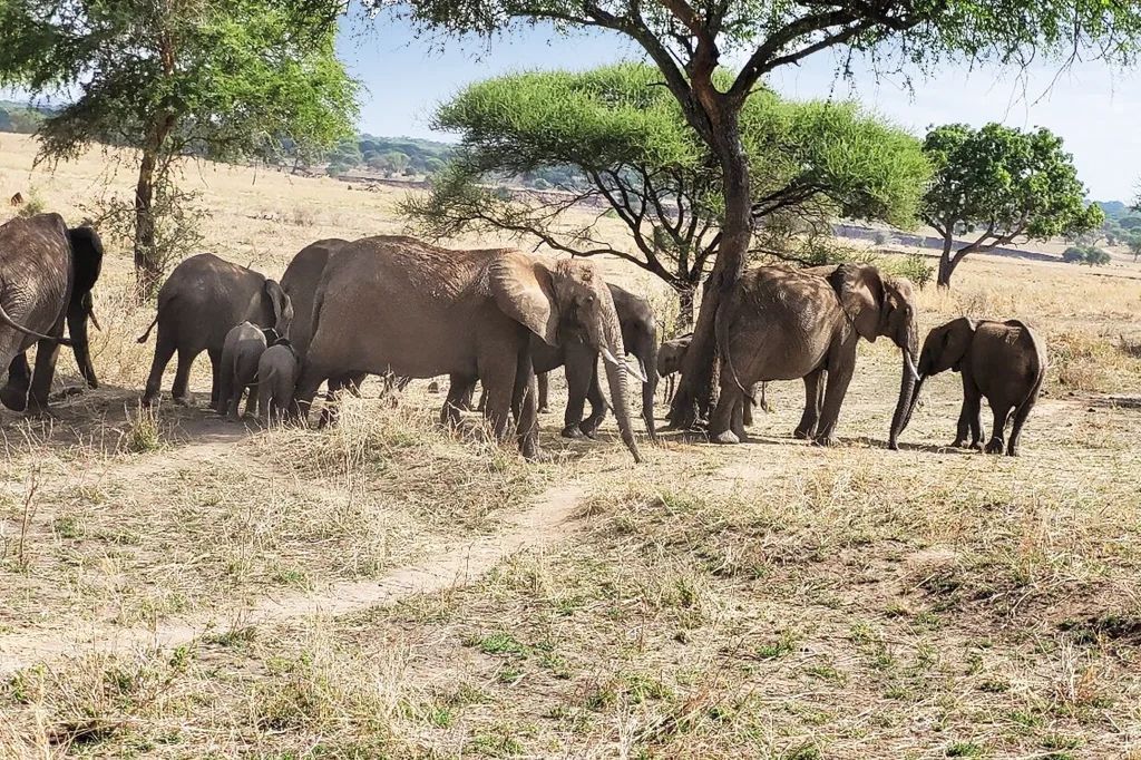 Serengeti Safari