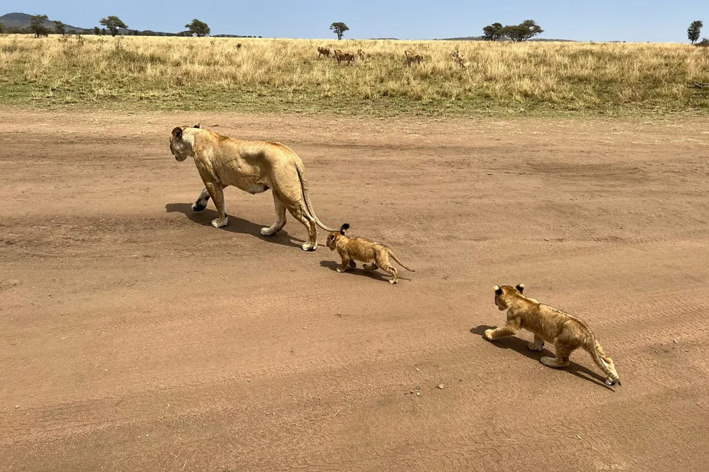 Serengeti Safari Adventure