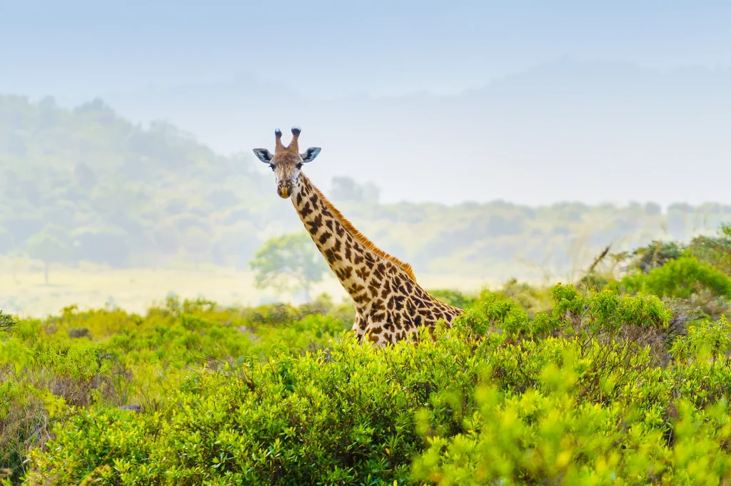 Southern Circuit Safari Package