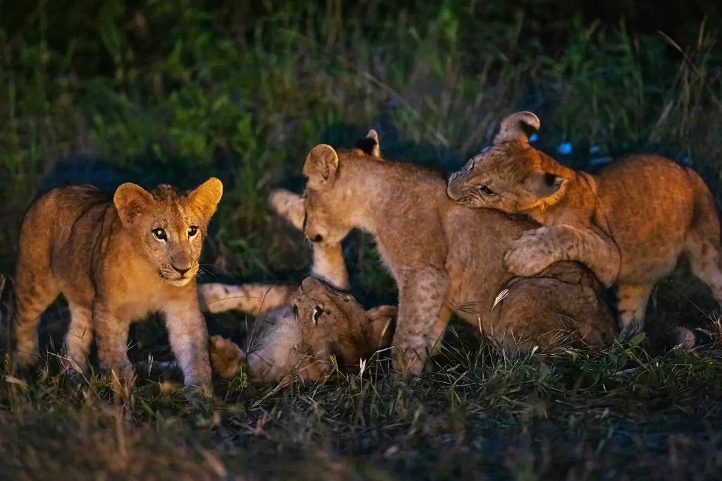 Spotting Lions Serengeti