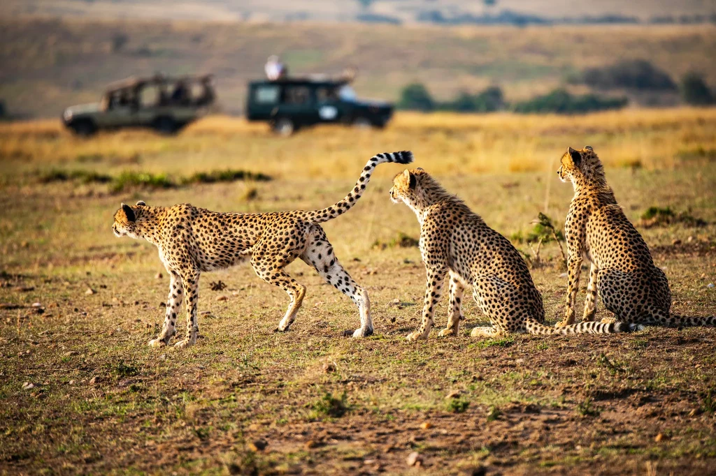 Tour Operators in Tanzania