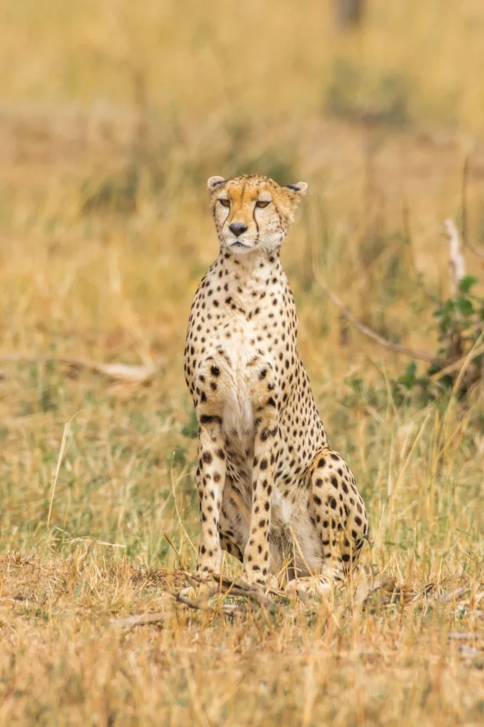 Tanzania Safari