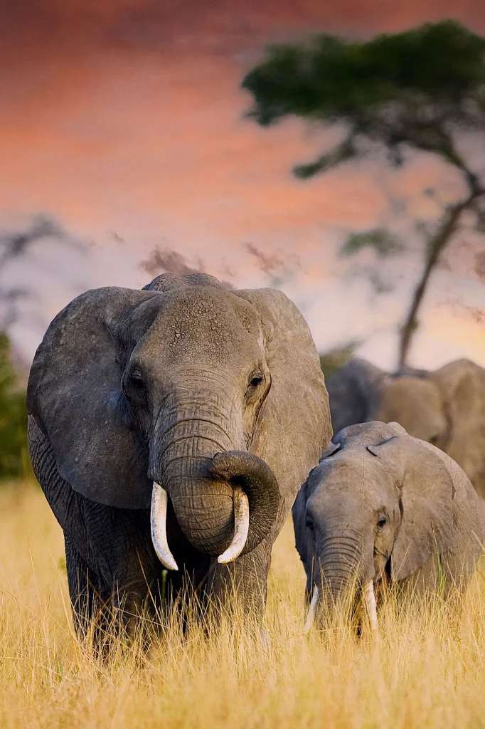 Tanzania Safari