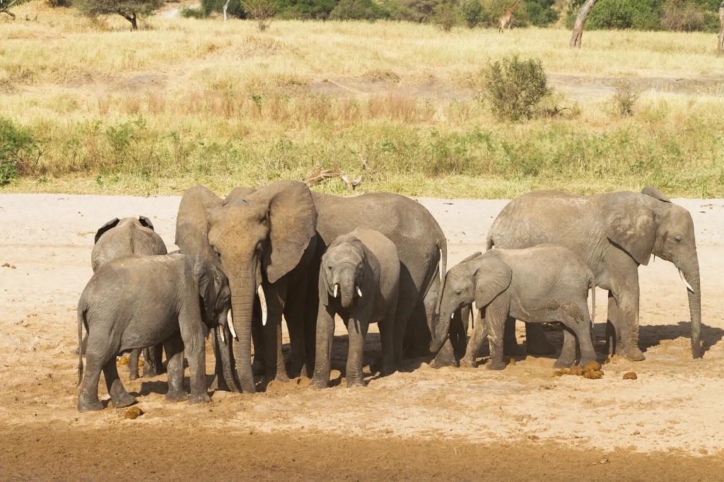 Tarangire National Park