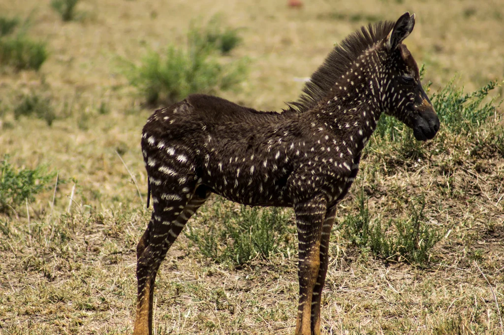  Tanzania Wildlife Safari 