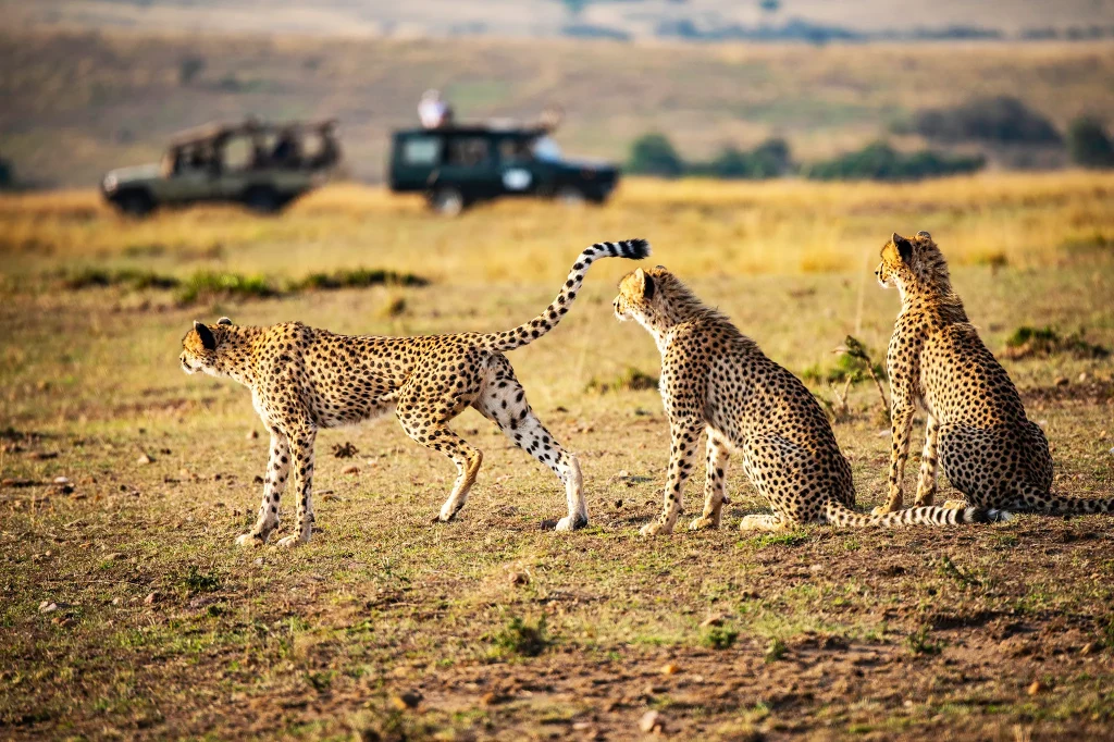 Tanzania Safari Experience