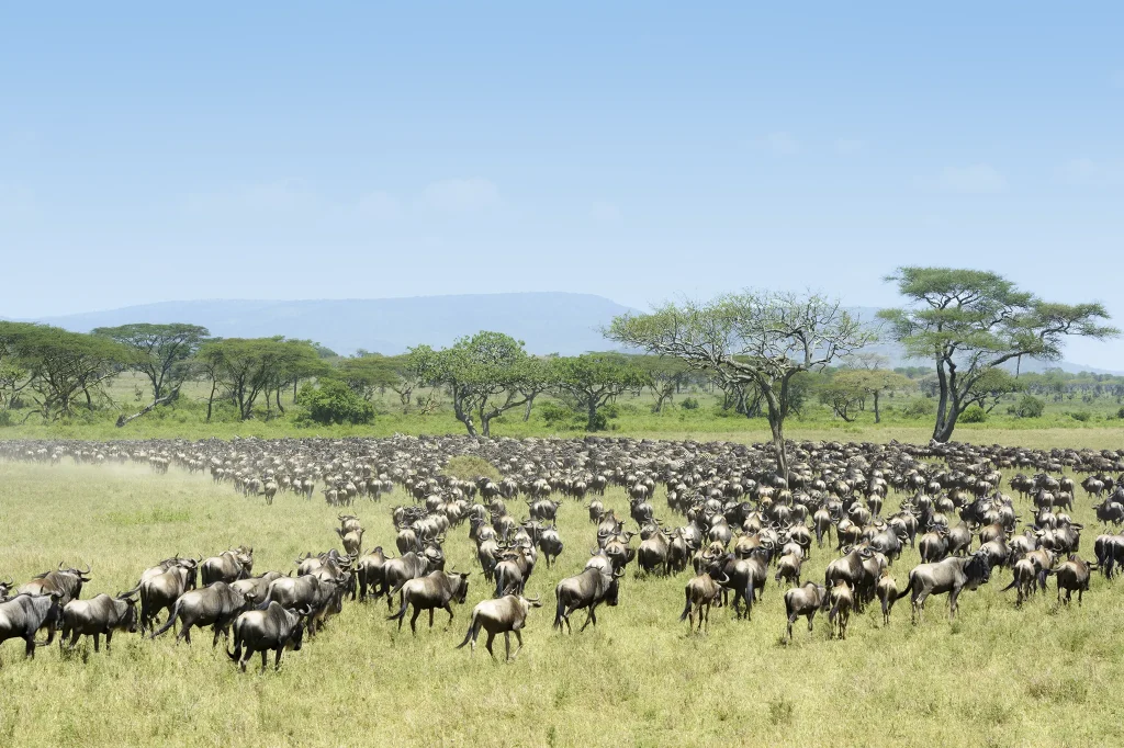 Great Wildebeest Migration