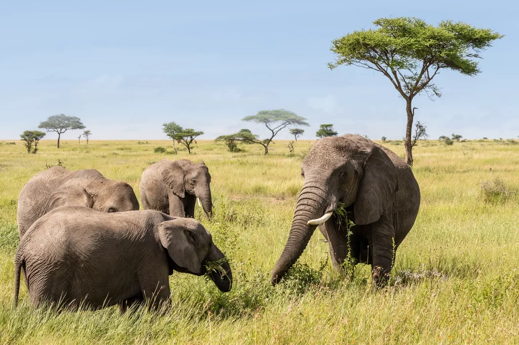 Big Five Safari in Tanzania