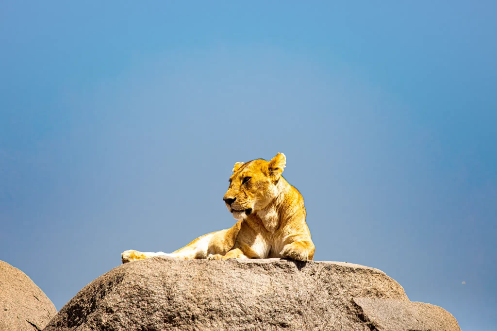 Conservation In Tanzania