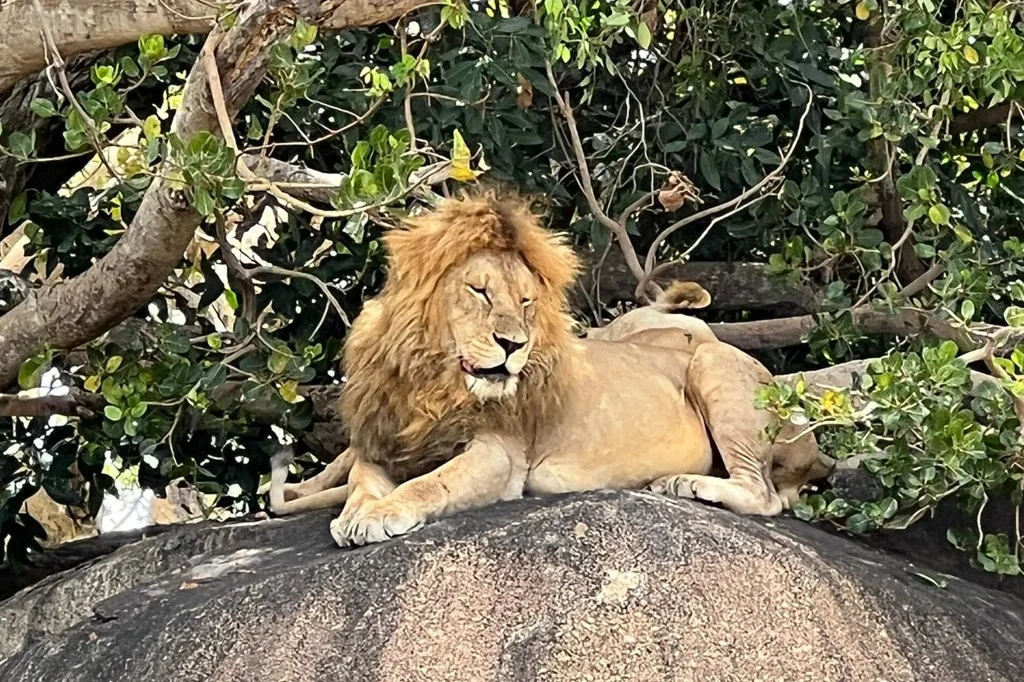 Tanzania Safari Packages