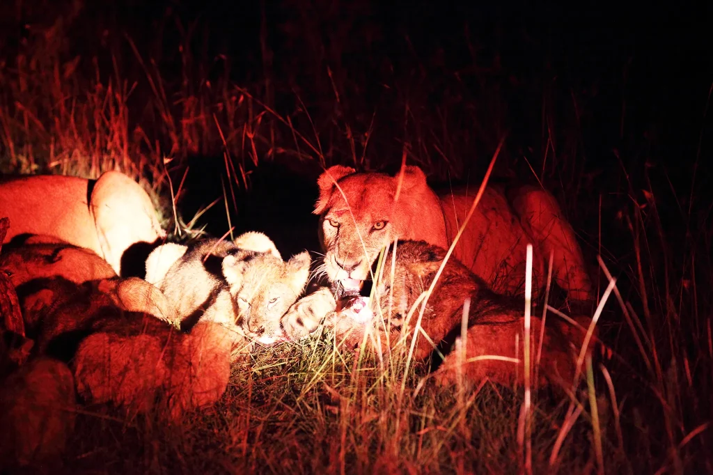 Serengeti Tours