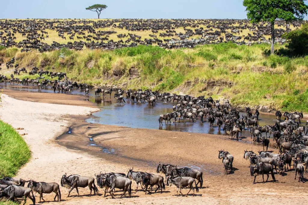 Great Wildebeest Migration