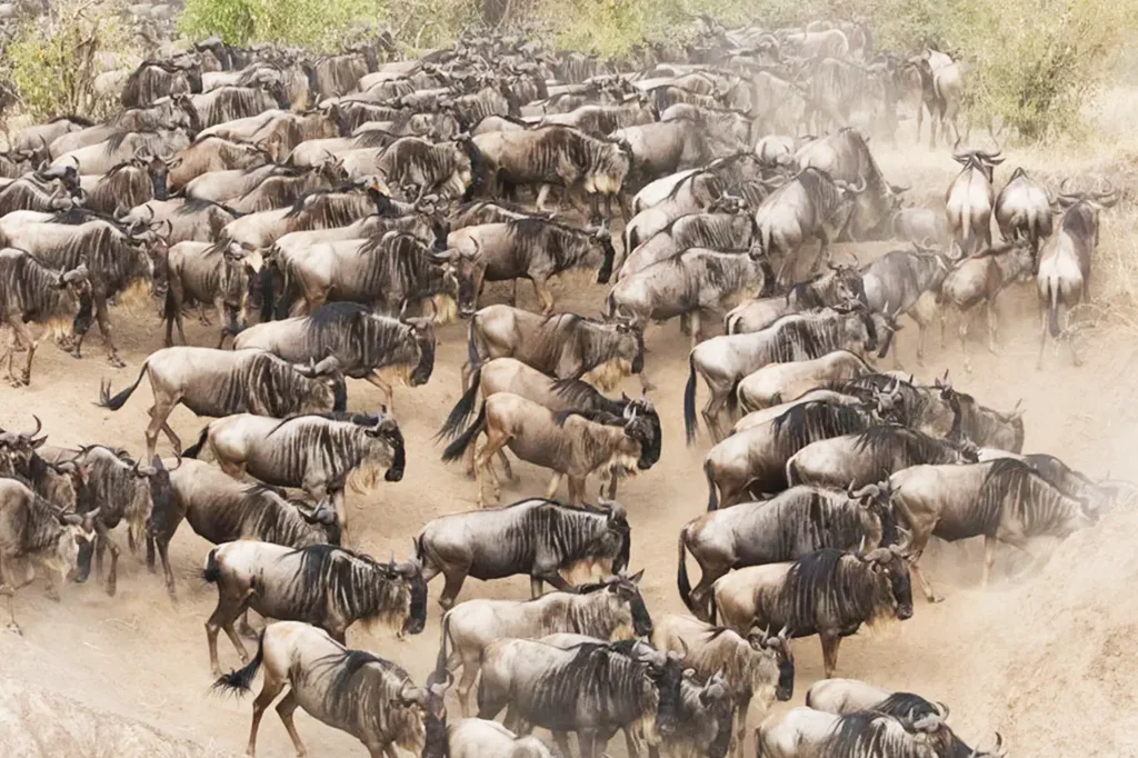 Western Serengeti
