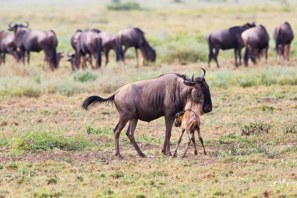 Wildebeest Migration Calving Season